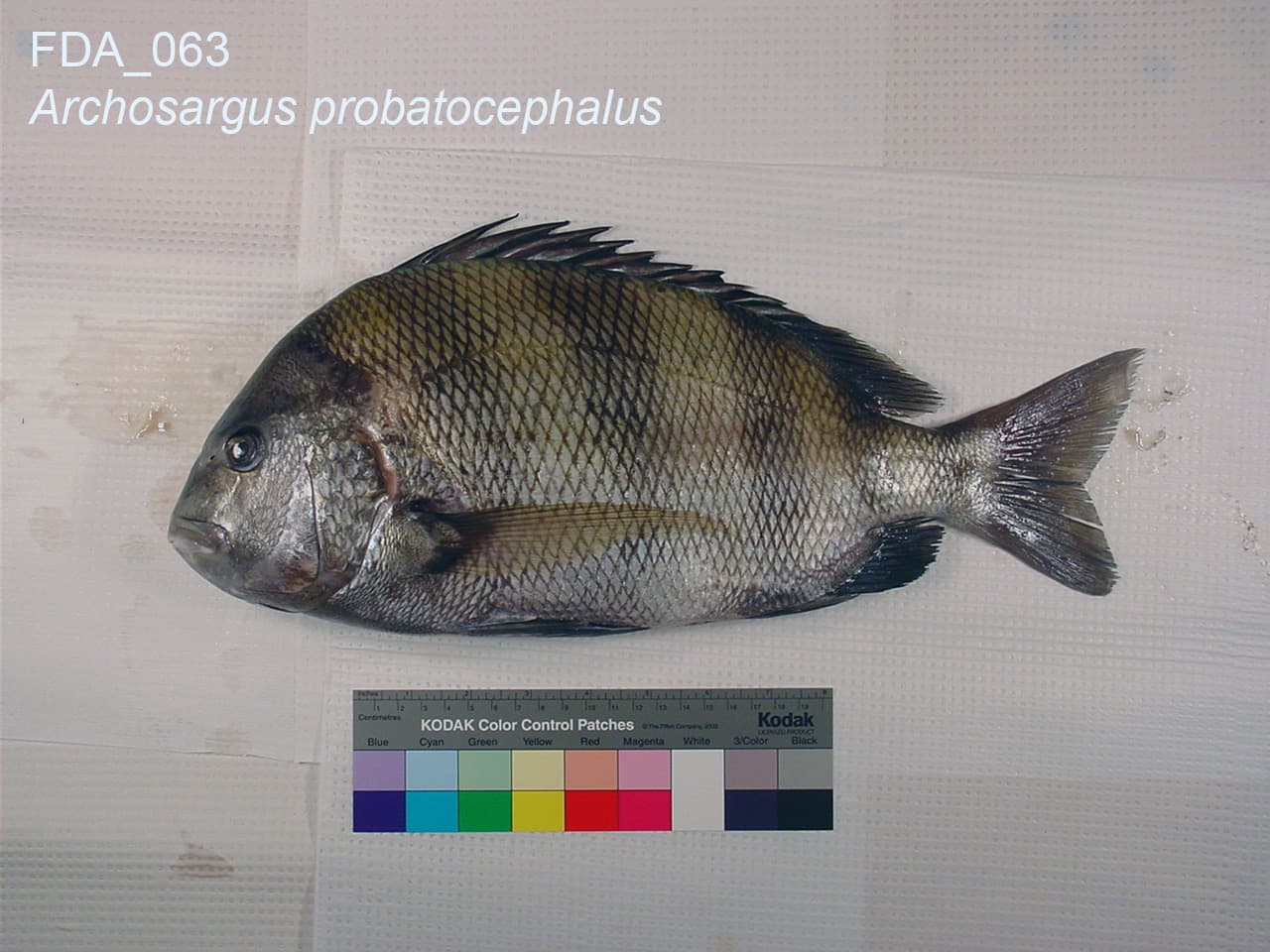 Sheepshead (Archosargus probatocephalus)