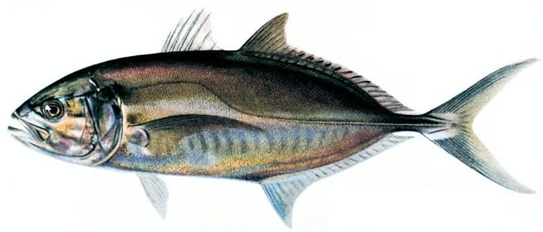 Blue Runner (Caranx crysos)