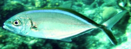 Bar Jack (Caranx ruber)