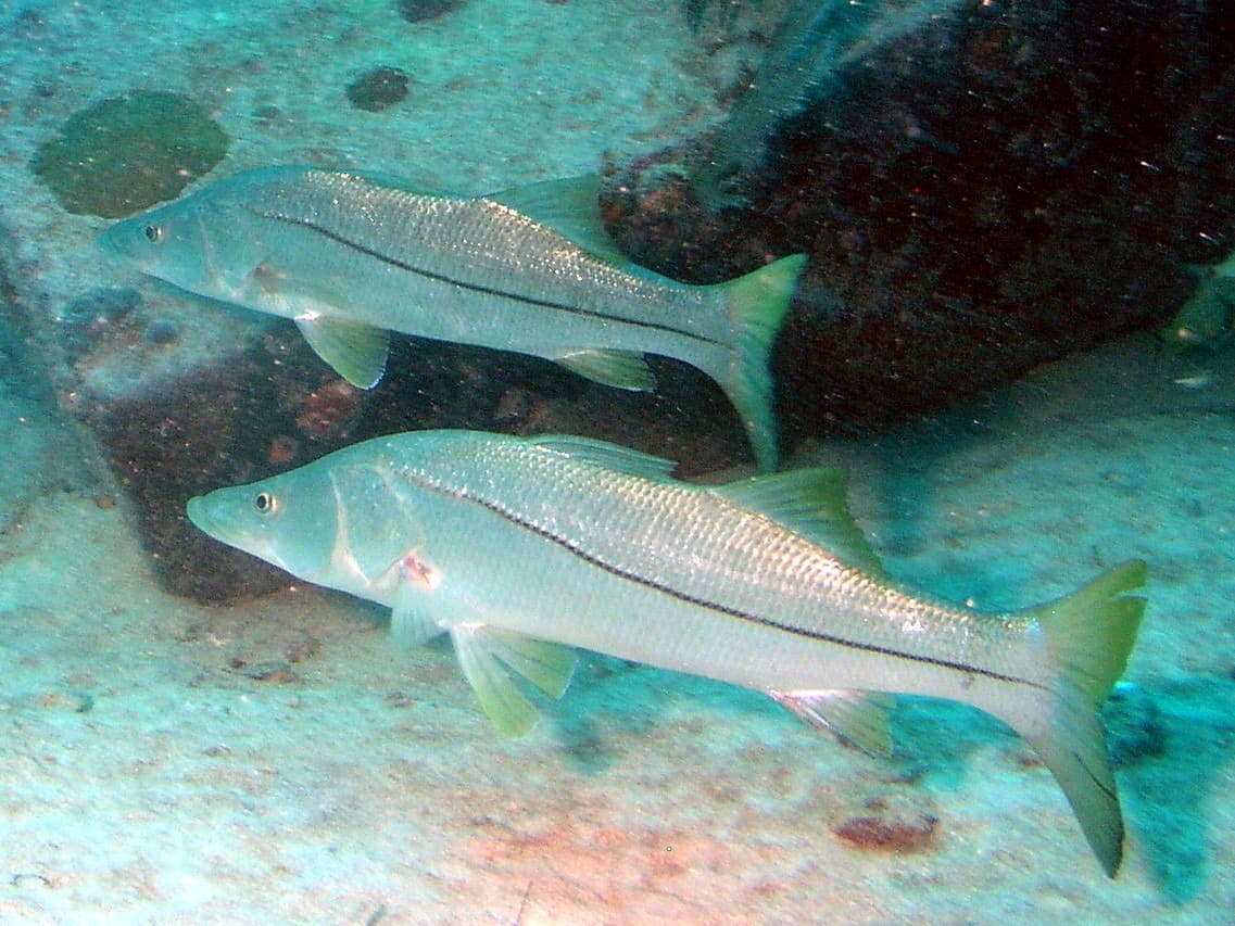 Common Snook (Centropomus undecimalis)