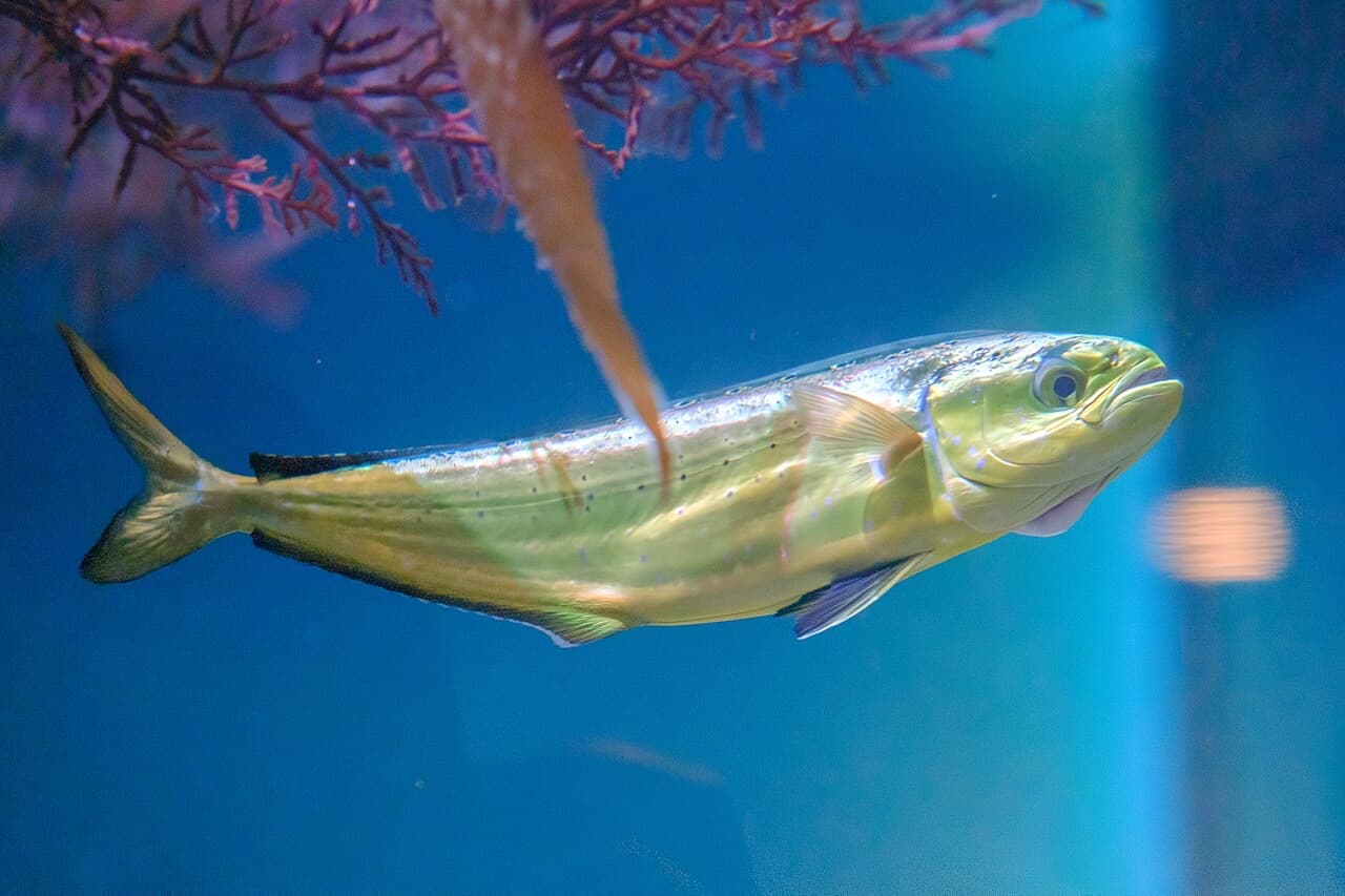 Mahimahi (Dolphinfish) (Coryphaena hippurus)