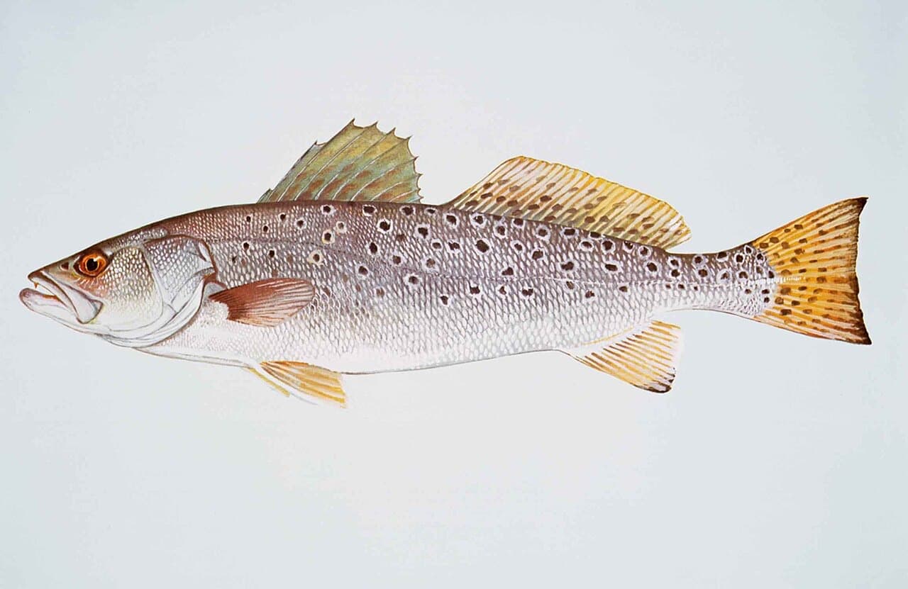 Spotted Seatrout (Cynoscion nebulosus)