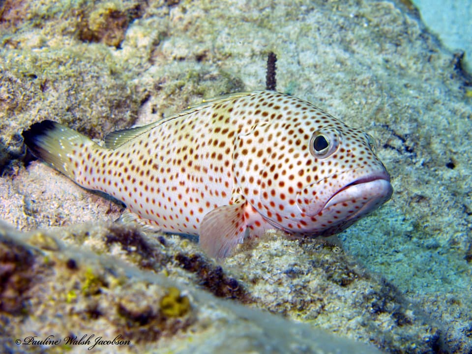Red Hind (Epinephelus guttatus)