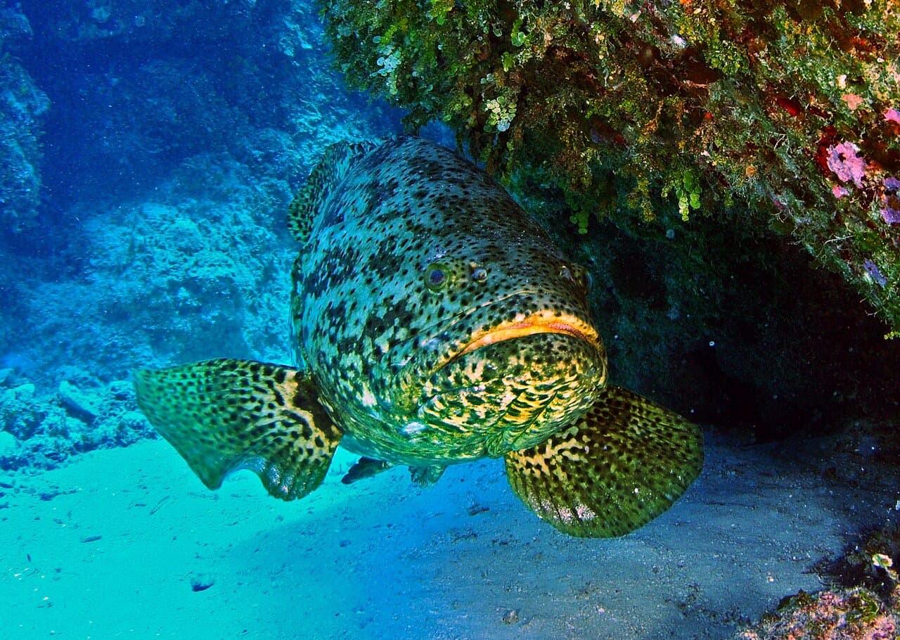 Goliath Grouper (Epinephelus itajara)