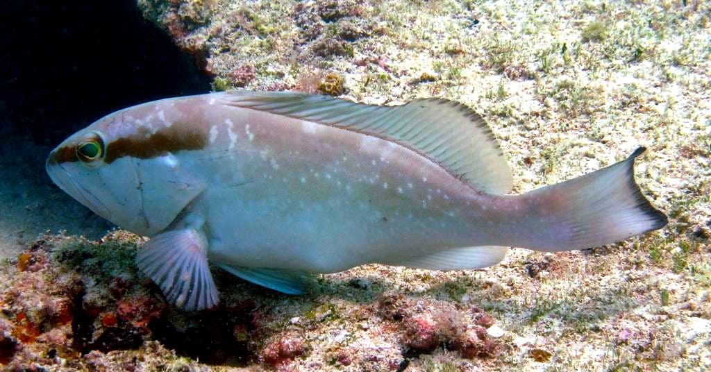Red Grouper (Epinephelus morio)