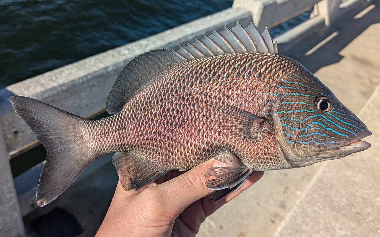 White Grunt (Haemulon plumieri)