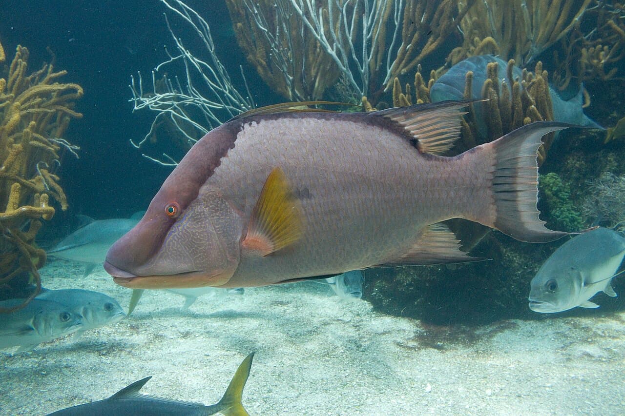 Hogfish (Lachnolaimus maximus)