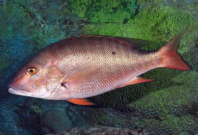 Mutton Snapper (Lutjanus analis)