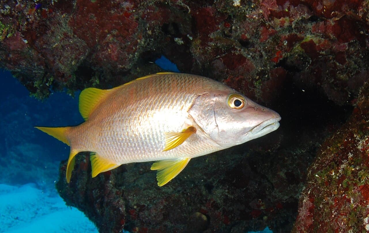 Schoolmaster Snapper (Lutjanus apodus)