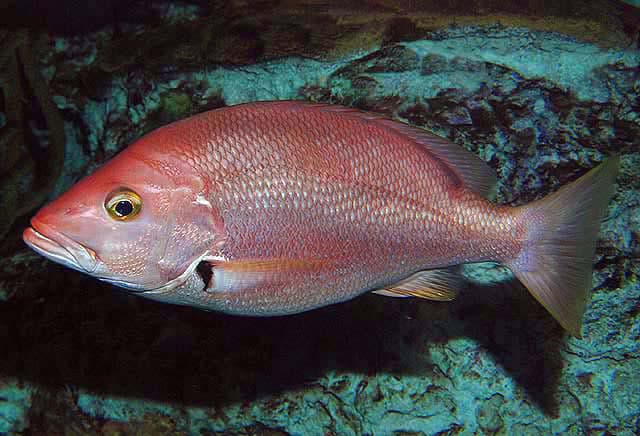 Blackfin Snapper (Lutjanus buccanella)