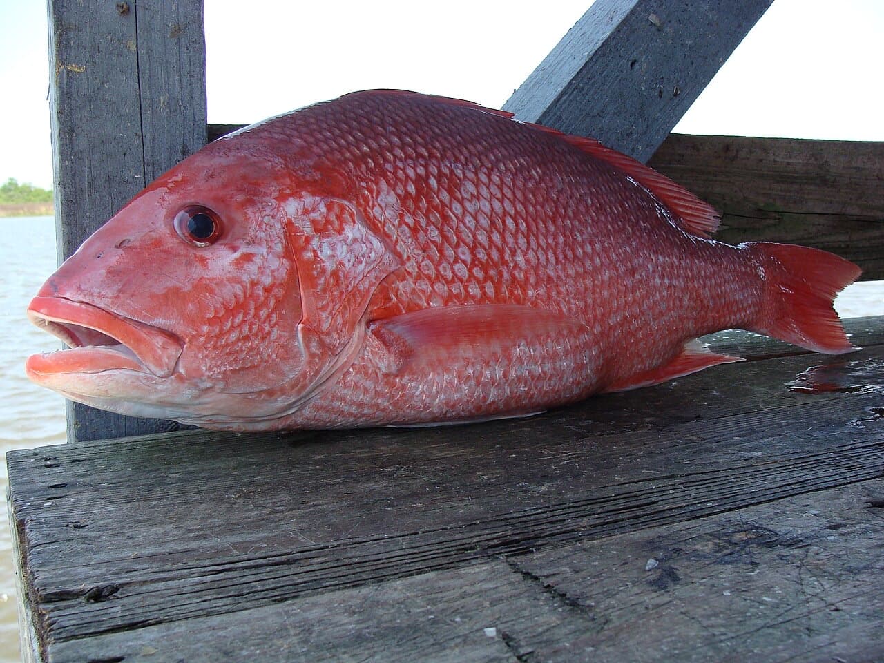Red Snapper (Lutjanus campechanus)