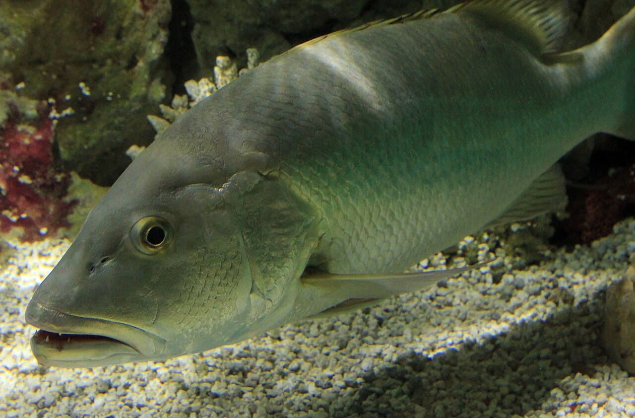 Cubera Snapper (Lutjanus cyanopterus)