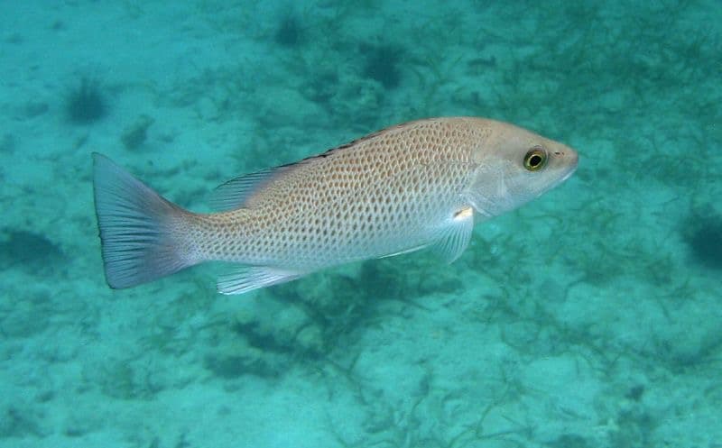 Mangrove (Gray) Snapper (Lutjanus griseus)