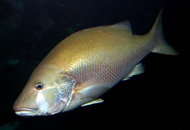 Dog Snapper (Lutjanus jocu)
