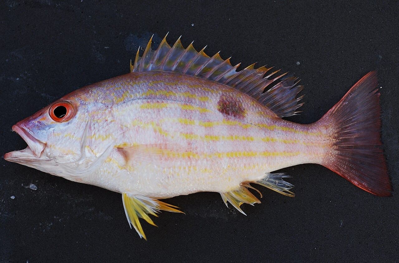 Lane Snapper (Lutjanus synagris)
