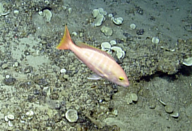 Silk Snapper (Lutjanus vivanus)
