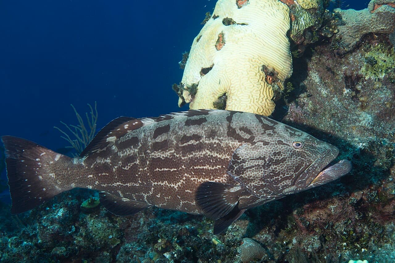 Black Grouper (Mycteroperca bonaci)