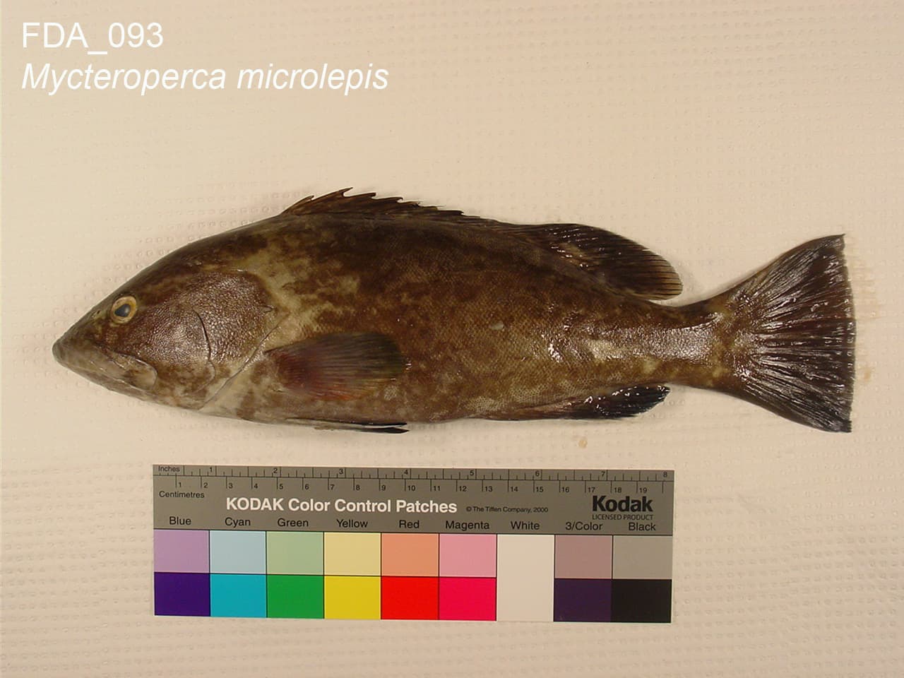 Gag Grouper (Mycteroperca microlepis)