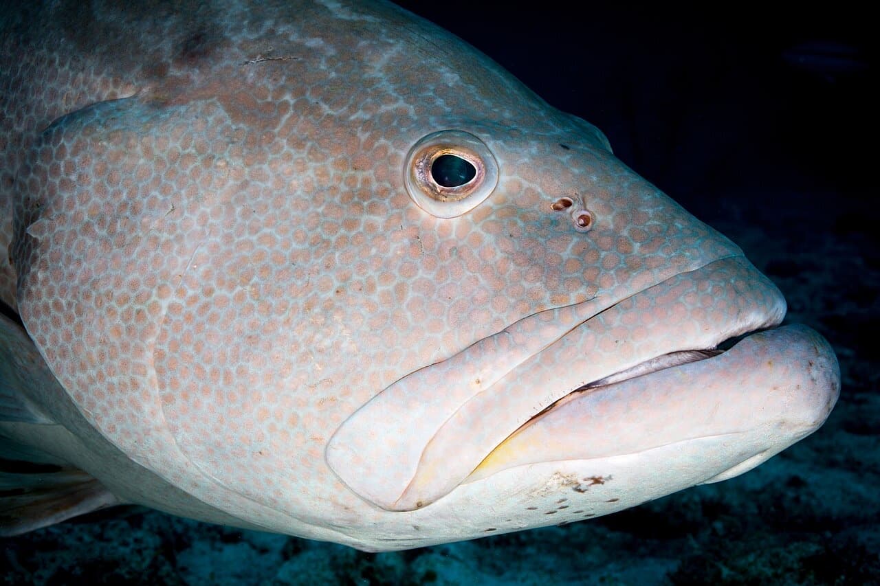 Yellowfin Grouper (Mycteroperca venenosa)