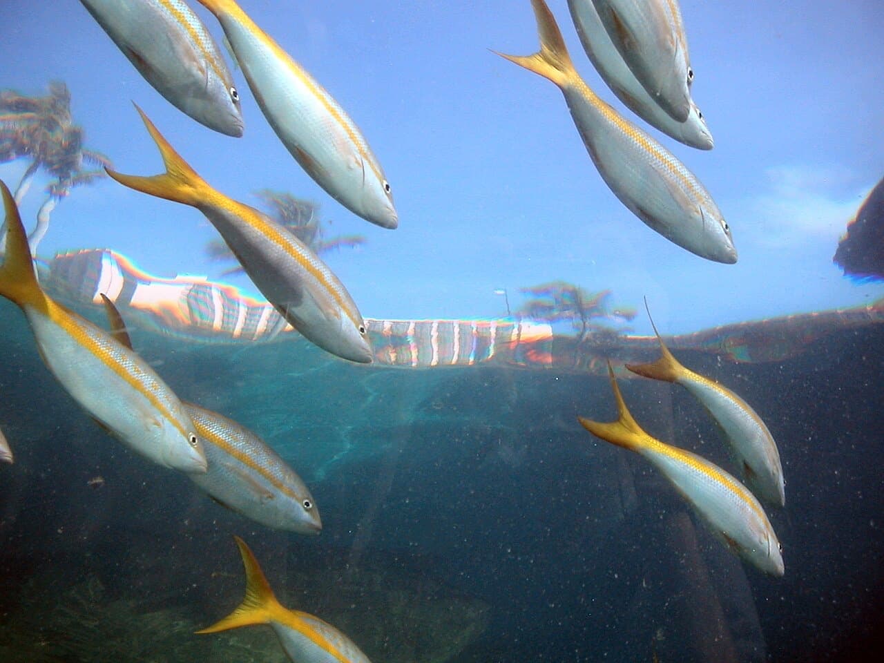 Yellowtail Snapper (Ocyurus chrysurus)