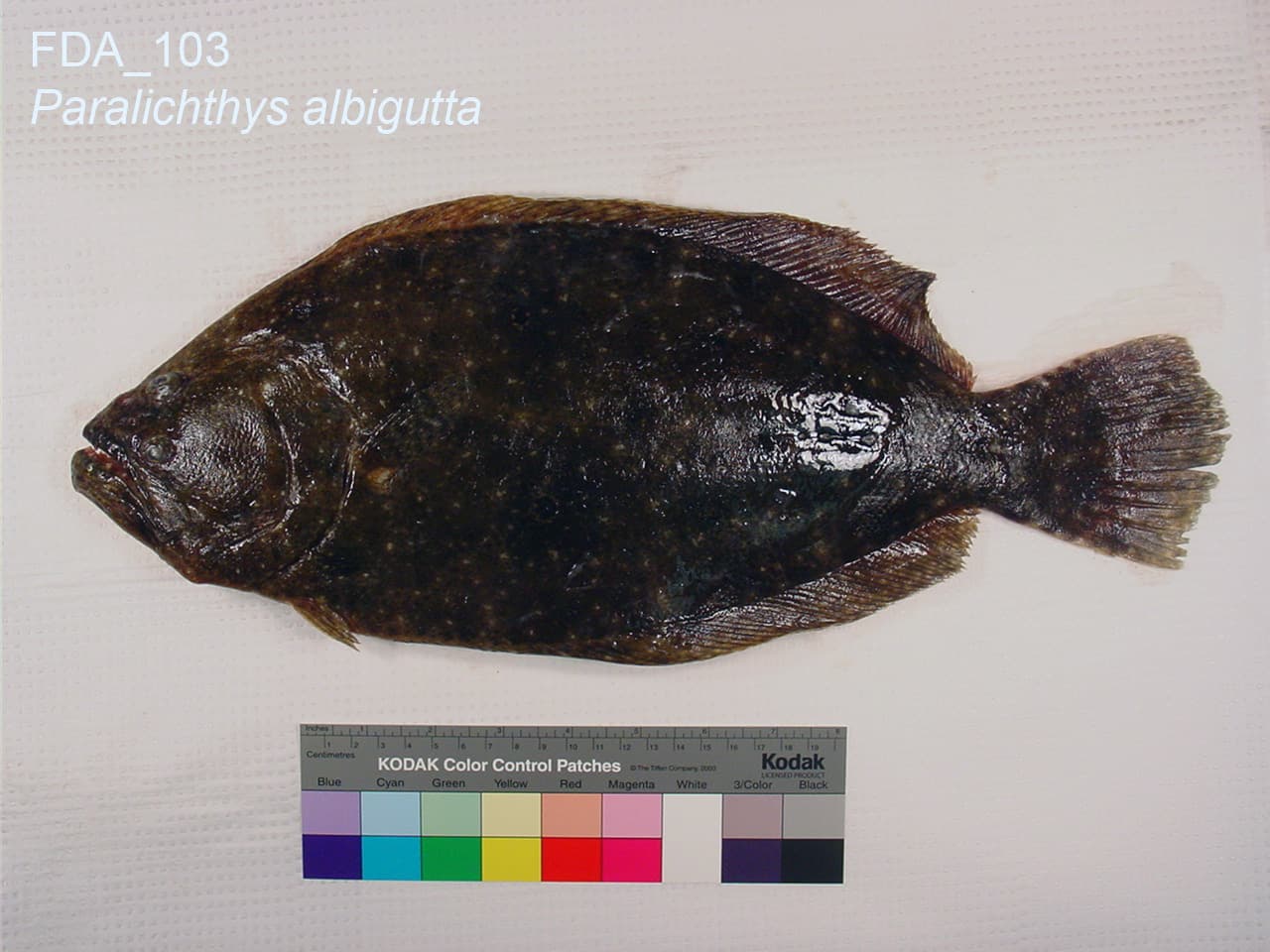 Flounder (Gulf & Southern) (Paralichthys albigutta)