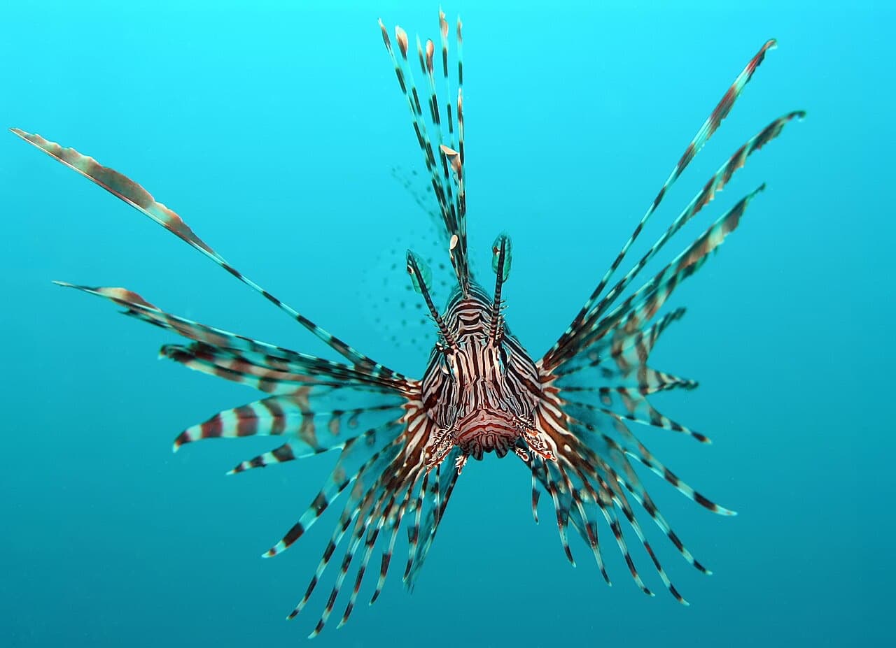 Lionfish (Pterois volitans)