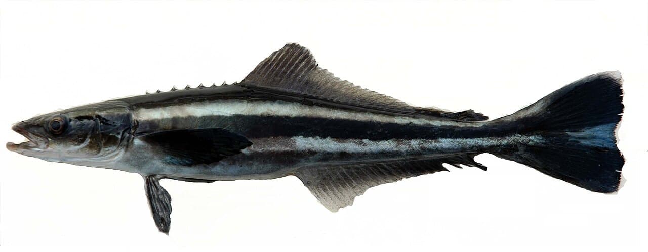 Cobia (Rachycentron canadum)