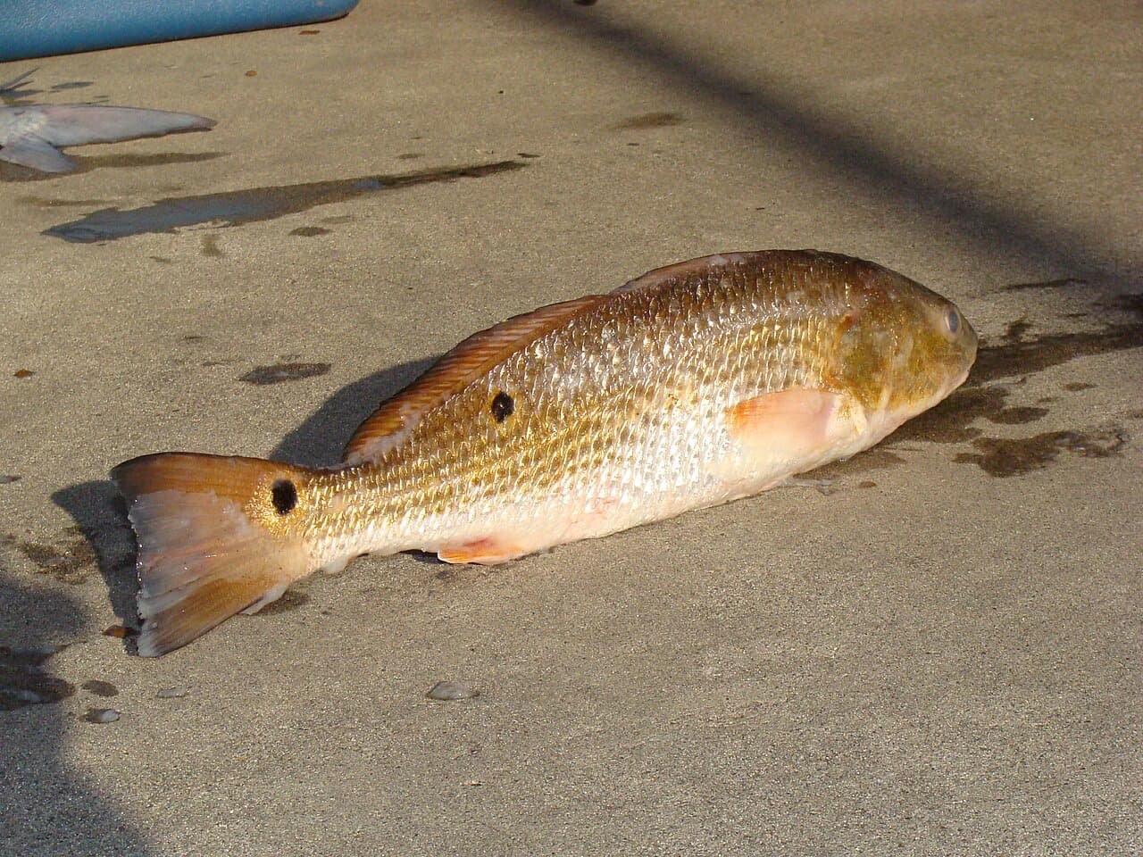 Red Drum (Redfish) (Sciaenops ocellatus)