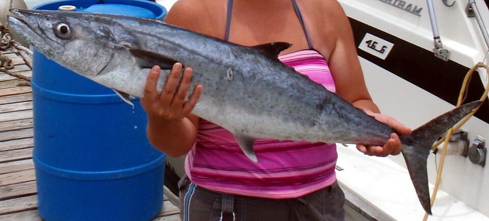 King Mackerel (Scomberomorus cavalla)