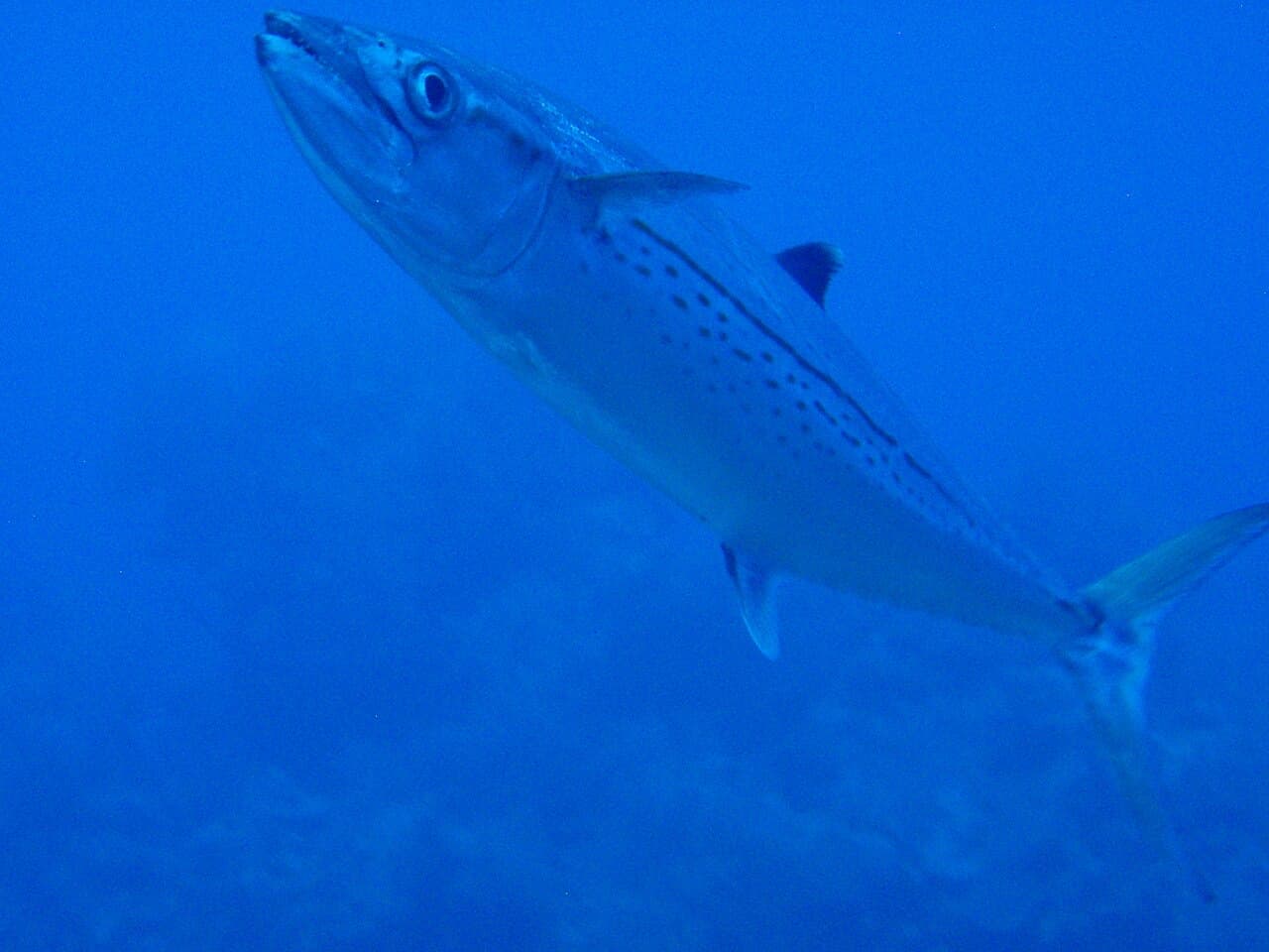 Cero Mackerel (Scomberomorus regalis)