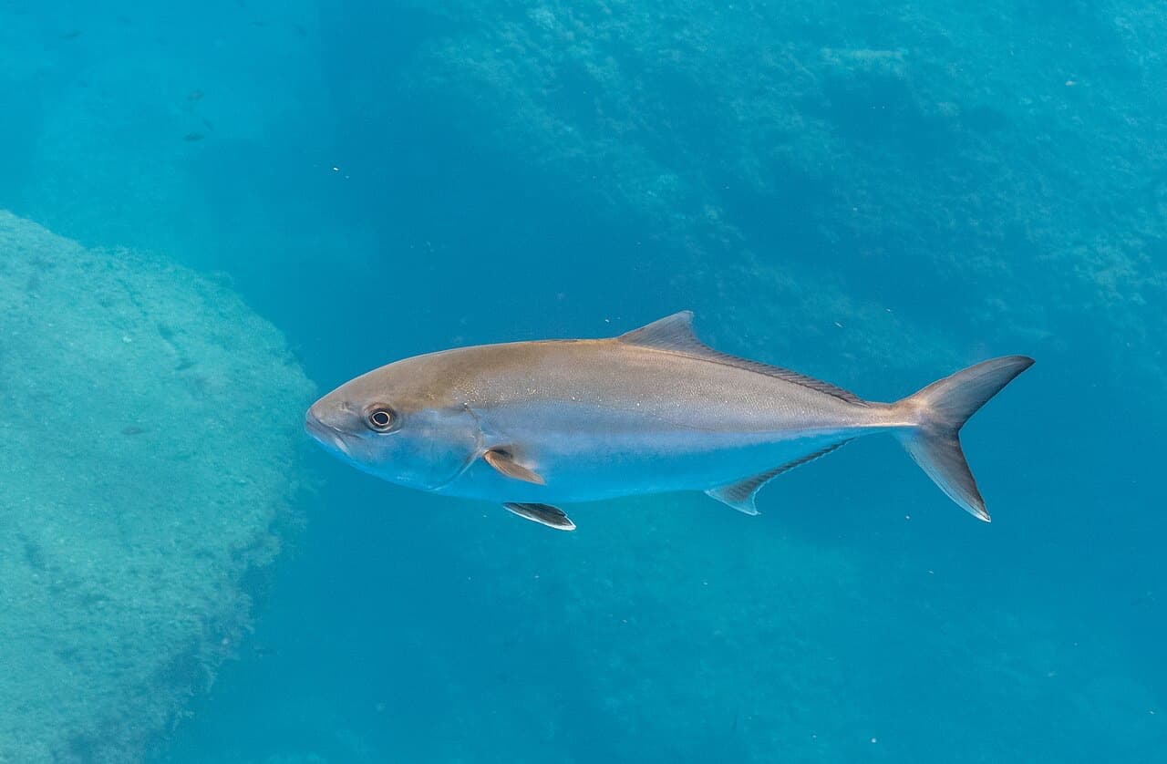 Greater Amberjack (Seriola dumerili)