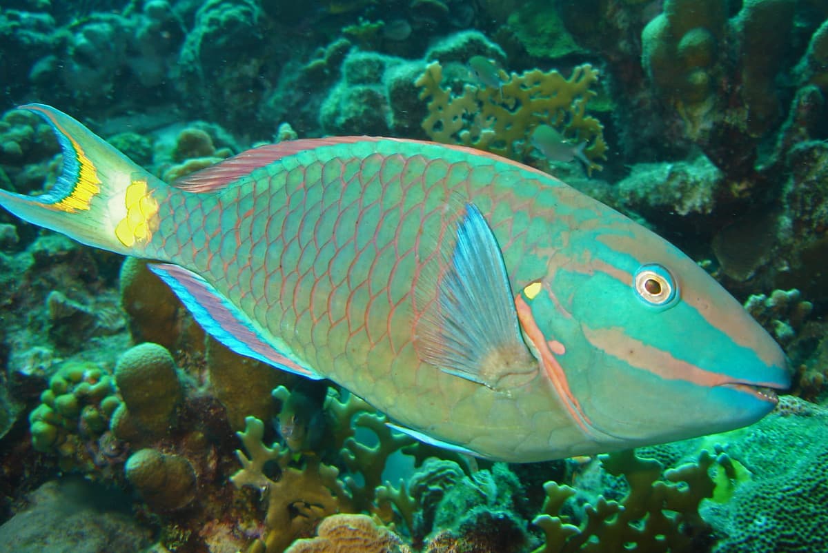 Parrotfish (Stoplight & others) (Sparisoma viride)