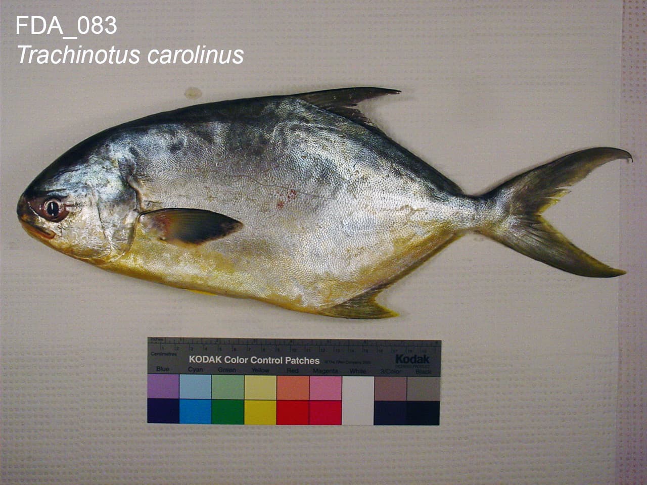 Florida Pompano (Trachinotus carolinus)